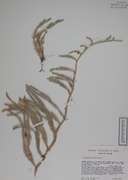 32494 - <i>Lycopodium annotinum</i> L.