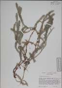 82590 - <i>Lycopodium annotinum</i> L.