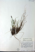 78400 - <i>Carex scirpoidea</i> Michx. ssp. <i>scirpoidea</i>