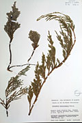 78068 - <i>Juniperus horizontalis</i> Moench