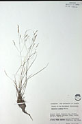 78113 - <i>Agrostis scabra</i> Willd.