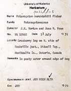 86254 - Potamogeton pusillus L.