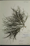 111134 - <i>Potamogeton pectinatus</i> L.