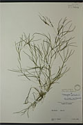 86587 - <i>Potamogeton pectinatus</i> L.