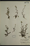 77699 - <i>Rorippa palustris</i> (L.) Besser