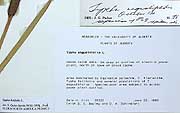 93222 - Typha angustifolia L.