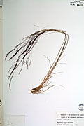 1287 - <i>Agrostis scabra</i> Willd.