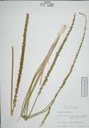 94303 - Triglochin maritima L.