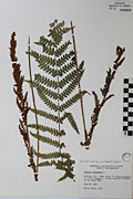 44365 - <i>Osmunda cinnamomea</i> L.