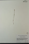 41256 - <i>Bistorta vivipara</i> (L.) Delarbre