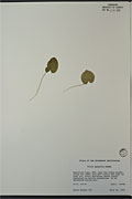 112633 - <i>Viola epipsila</i> Ledeb.