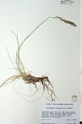 105465 - <i>Deschampsia cespitosa</i> (L.) P. Beauv.