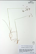 98327 - <i>Deschampsia cespitosa</i> (L.) P. Beauv.
