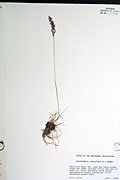 98328 - <i>Deschampsia cespitosa</i> (L.) P. Beauv.