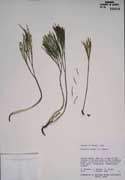 <i>Psilotum nudum</i> (L.) P. Beauv.