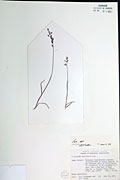 109016 - <i>Poa</i> L.
