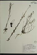 9423 - <i>Arabis hirsuta</i> (L.) Scop. var. <i>pycnocarpa</i> (M. Hopkins) Rollins