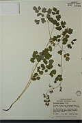 9175 - <i>Thalictrum venulosum</i> Trel.