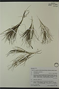 107655 - <i>Potamogeton pectinatus</i> L.