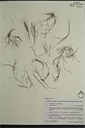 110277 - <i>Potamogeton pectinatus</i> L.