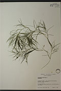 104998 - <i>Potamogeton pectinatus</i> L.