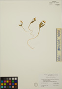 109150 - <i>Claytonia lanceolata</i> Pursh