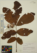 <i>Carya tomentosa</i> (Poir.) Nutt.