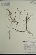 105942 - <i>Potamogeton pectinatus</i> L.