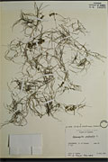 <i>Potamogeton pectinatus</i> L.