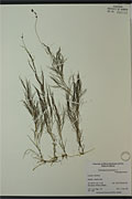110053 - <i>Potamogeton pectinatus</i> L.