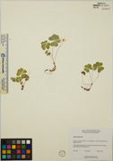 <i>Oxalis montana</i> Raf.