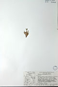 32835 - <i>Juniperus horizontalis</i> Moench