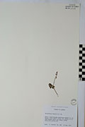 44723 - <i>Botrychium lunaria</i> (L.) Sw.
