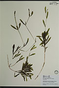 114305 - <i>Sabulina rubella</i> (Wahlenberg) Dillenberger & Kadereit