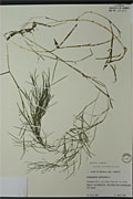 86593 - <i>Potamogeton pectinatus</i> L.