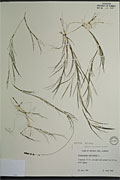 114323 - <i>Potamogeton pectinatus</i> L.