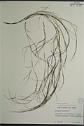 114324 - <i>Potamogeton pectinatus</i> L.