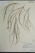 114325 - <i>Potamogeton pectinatus</i> L.