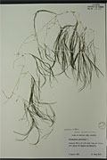 114326 - <i>Potamogeton pectinatus</i> L.