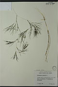 114329 - <i>Potamogeton pectinatus</i> L.