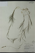 114327 - <i>Potamogeton pectinatus</i> L.