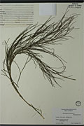 118554 - <i>Potamogeton pectinatus</i> L.