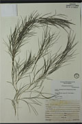 117836 - <i>Potamogeton pectinatus</i> L.