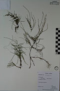 117827 - <i>Equisetum arvense</i> L.