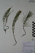117905 - <i>Equisetum arvense</i> L.