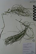 117906 - <i>Equisetum arvense</i> L.