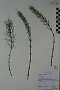 117907 - <i>Equisetum arvense</i> L.