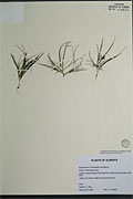 118633 - <i>Potamogeton pectinatus</i> L.