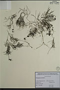 114328 - <i>Potamogeton pectinatus</i> L.