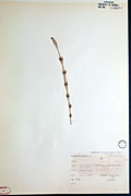 117908 - <i>Equisetum arvense</i> L.